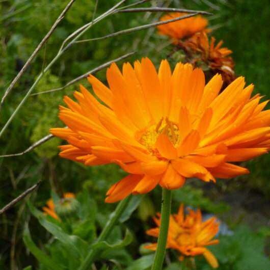 Goudsbloem