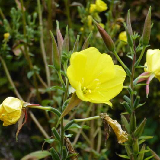 Teunisbloem