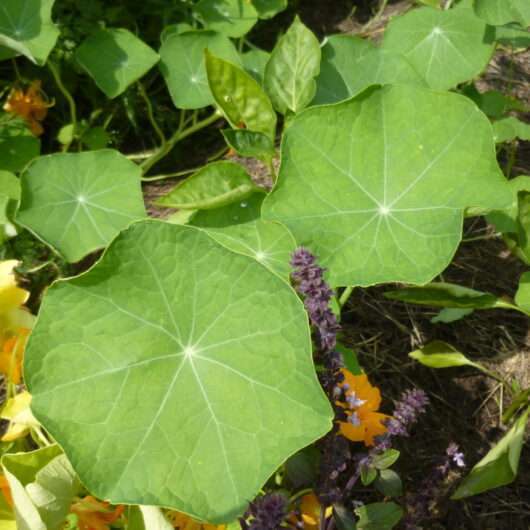 Oostindische kers blad