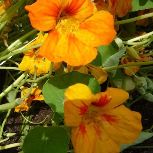 Oostindische kers bloem