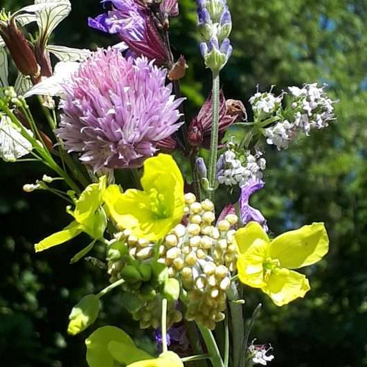 Eetbare bloemen assorti
