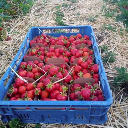 Aardbeien bakje