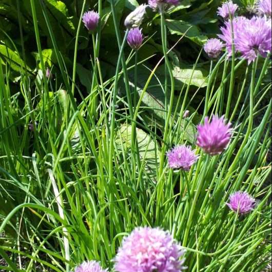 Bieslookbloem
