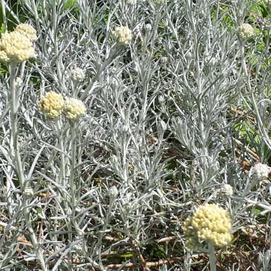 Kerriekruid bloem
