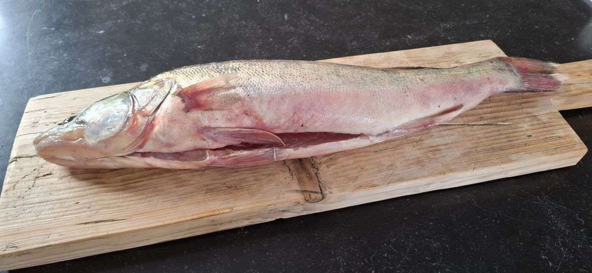 Hele snoekbaars (€ 15,00/kg)