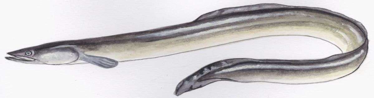 Gerookte dikke paling (€ 54,00/kg)