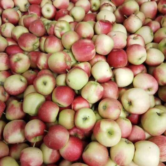 Delbare appels nieuwe oogst kilo