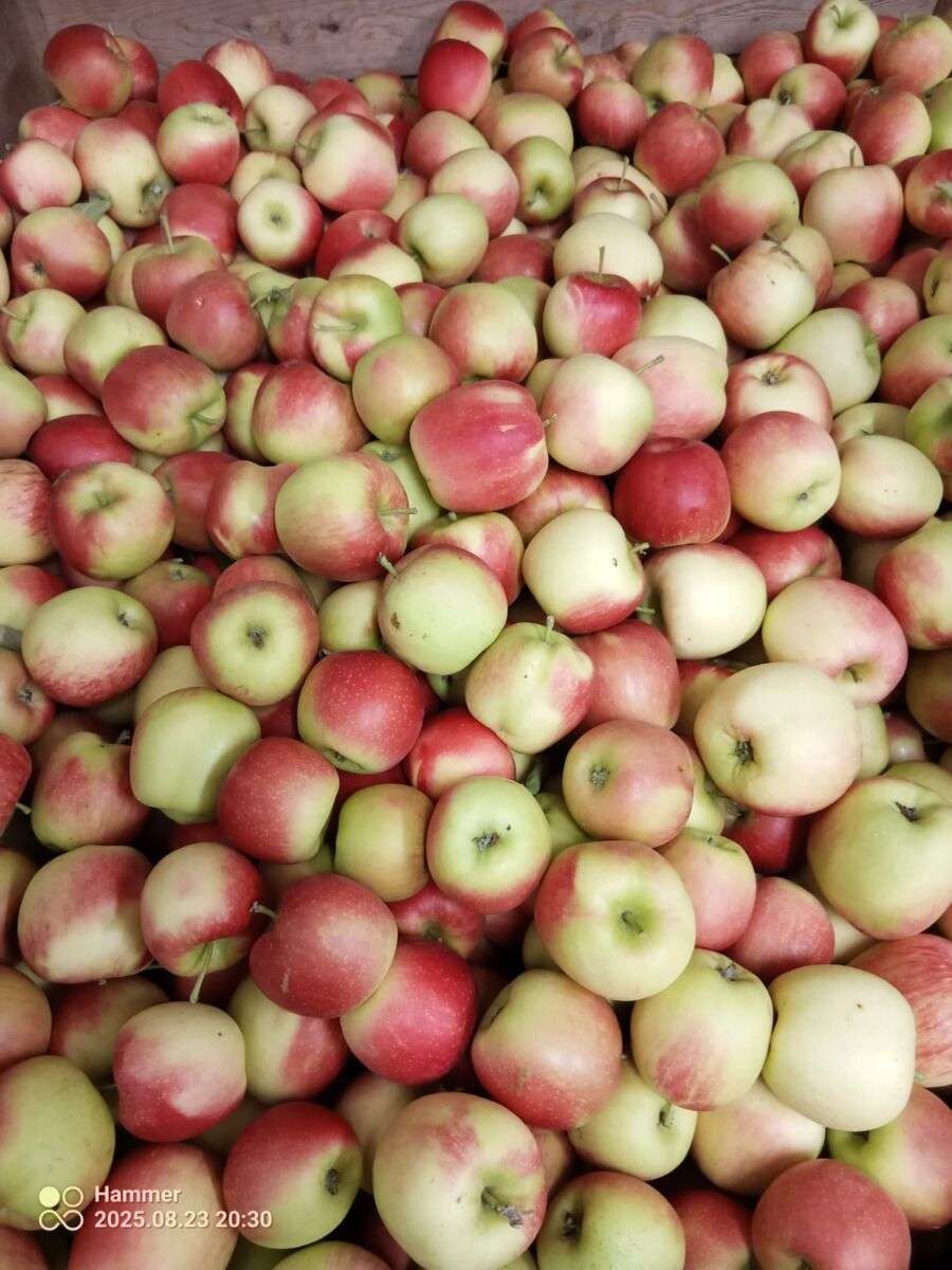 Delbare/Delcorf appels kilo