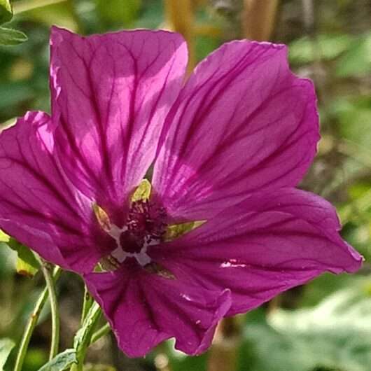 Kaasjeskruid bloem (malva)
