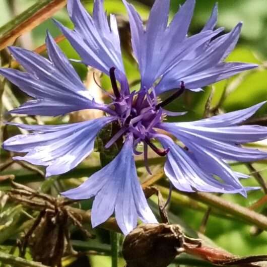 Korenbloem