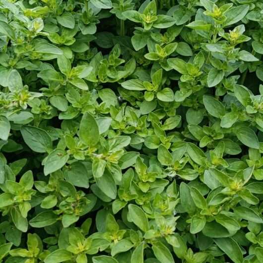 Oregano